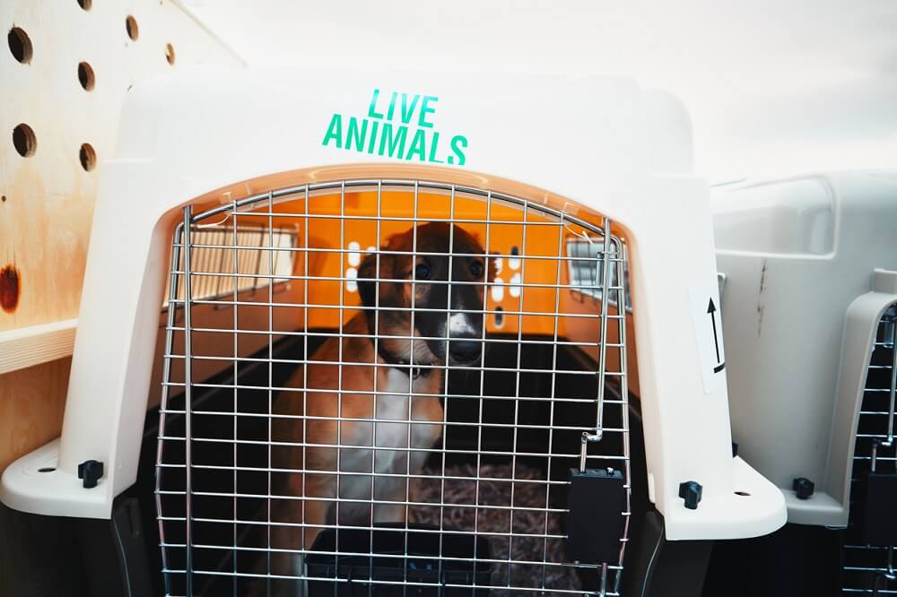 2-cats-1-dog-die-in-airplane-cargo-hold-may-2019-peta