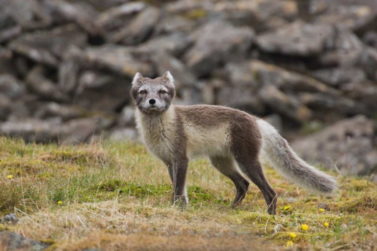 These Arctic Foxes on Fur Farms Are So Fat, They Can Barely Stand