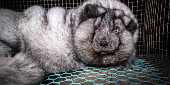 eye damage is visible on this captive arctic fox on a Finnish fur farm