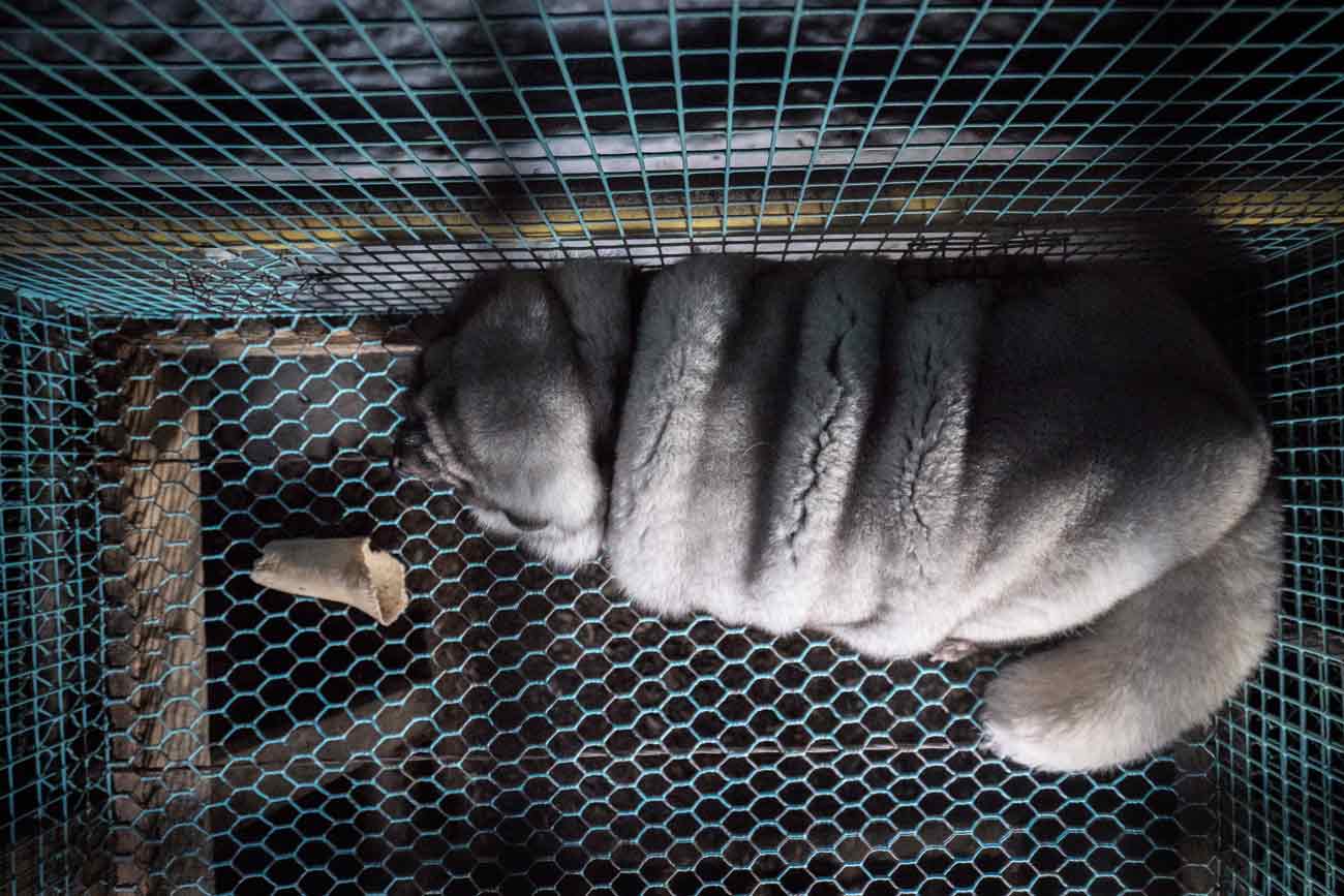 These Arctic Foxes On Fur Farms Are So Fat They Can Barely Stand