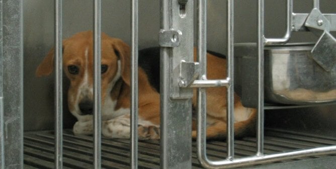 Beagle in cage at Iams