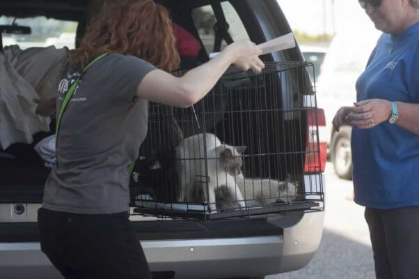 Unloading cage of cats from van