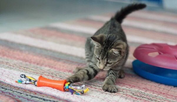 Cute gray tabby kitten plays with toy