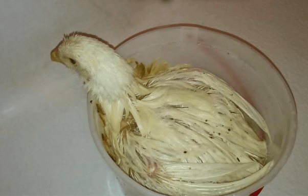 truck drivers rescue of lucky the chicken from slaughterhouse truck