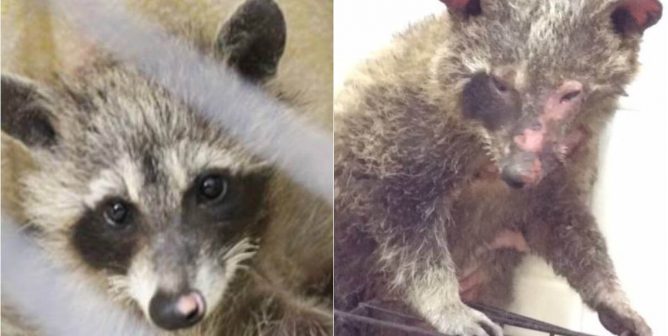 this baby raccoon was set on fire, later dying from her injuries