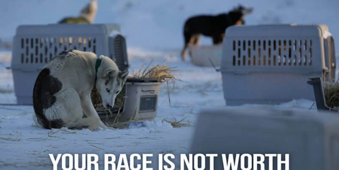 iditarod dogsled race, promotional images, cold chained dogs