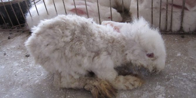 sad and dirty bunny used for angora