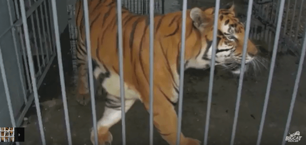 Tiger Forced to Live at a Gas Station Dies | PETA