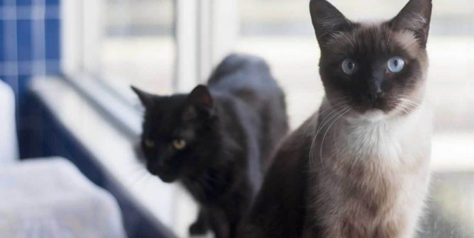 Siamese cat and black cat at PETA headquarters