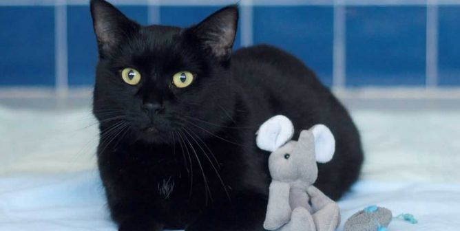 Black cat with small elephant toy