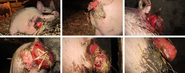 pigs with bleeding rectal prolapses, whole foods humane farm, sweet stem farm, humane meat