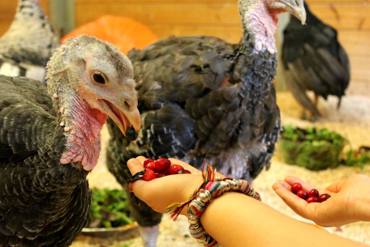 How Many Turkeys Are Eaten on Thanksgiving?