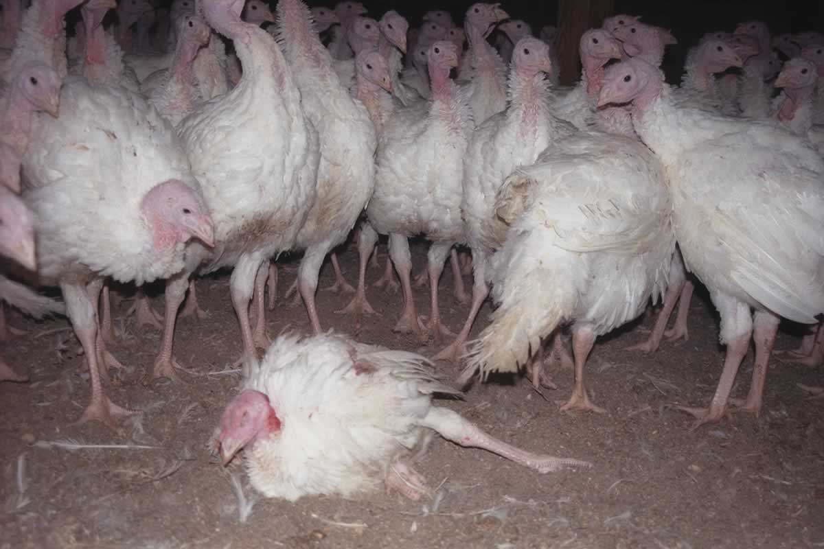 White turkeys gathering around a turkey who has died