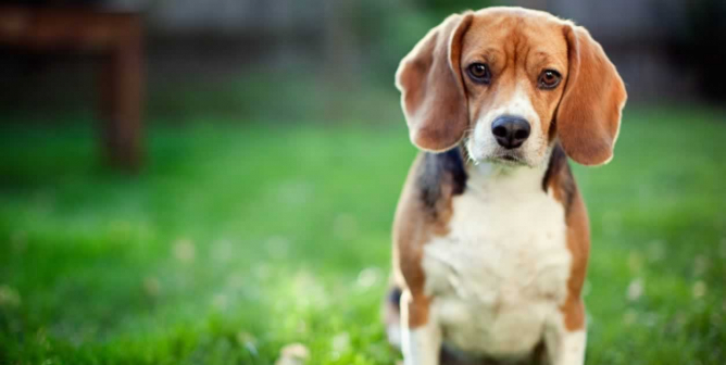 Worried-looking beagle sitting in grass