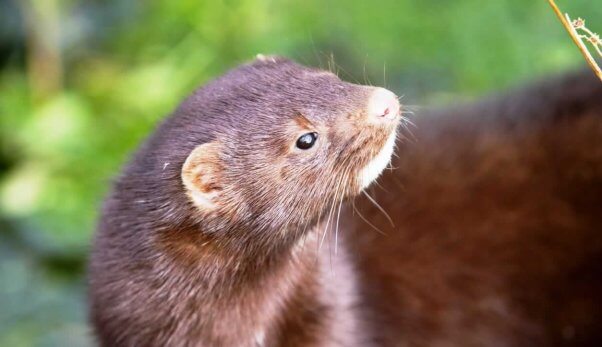 Pretty brown mink looking up at sky