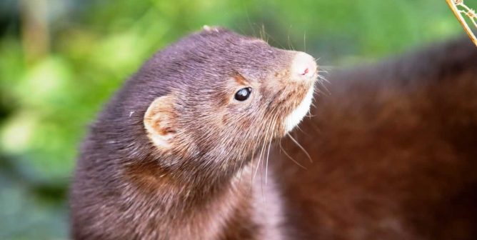 Pretty brown mink looking up at sky