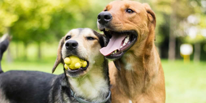 Two happy dogs, one with toy in mouth