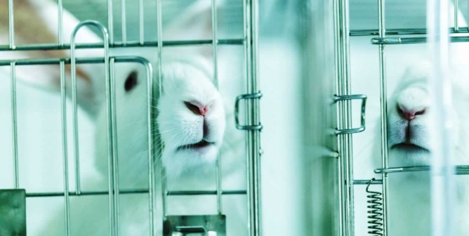 White rabbits in small laboratory cages