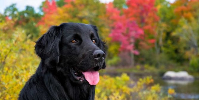 Beautiful black dog with autumn-colored trees in background