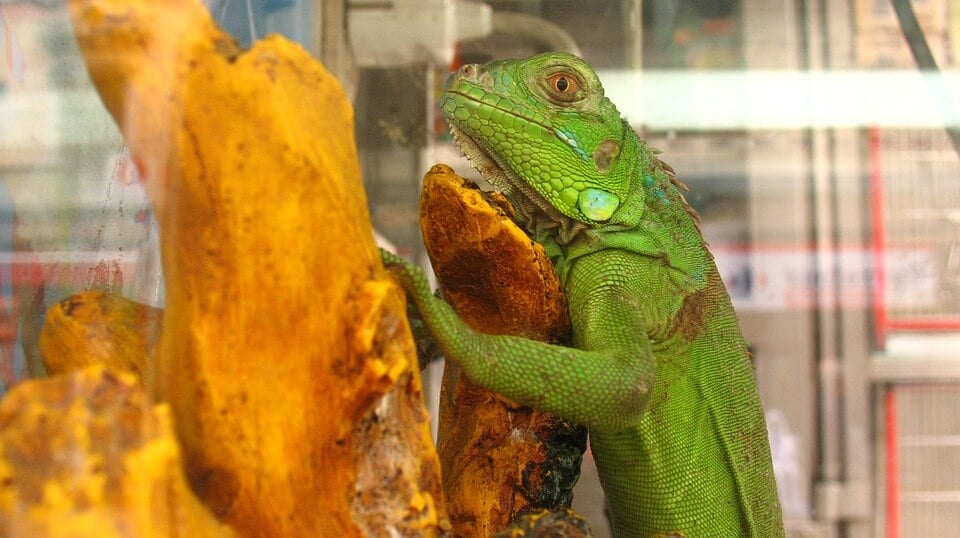 The Dangers of Bringing Reptiles and Amphibians Into Your Classroom | PETA