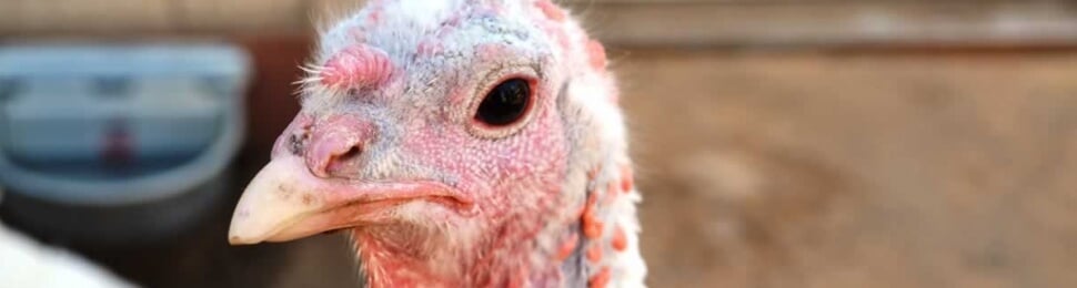 Close-up of white turkey at Farm Sanctuary