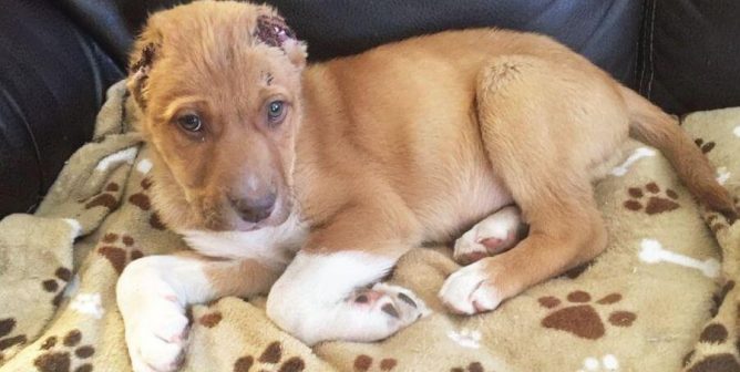 PETA is offering a reward of up to $5k for information on who sliced off this puppy's ears