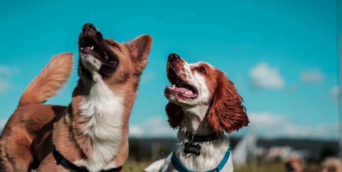 two dogs on harnesses with a blue sky