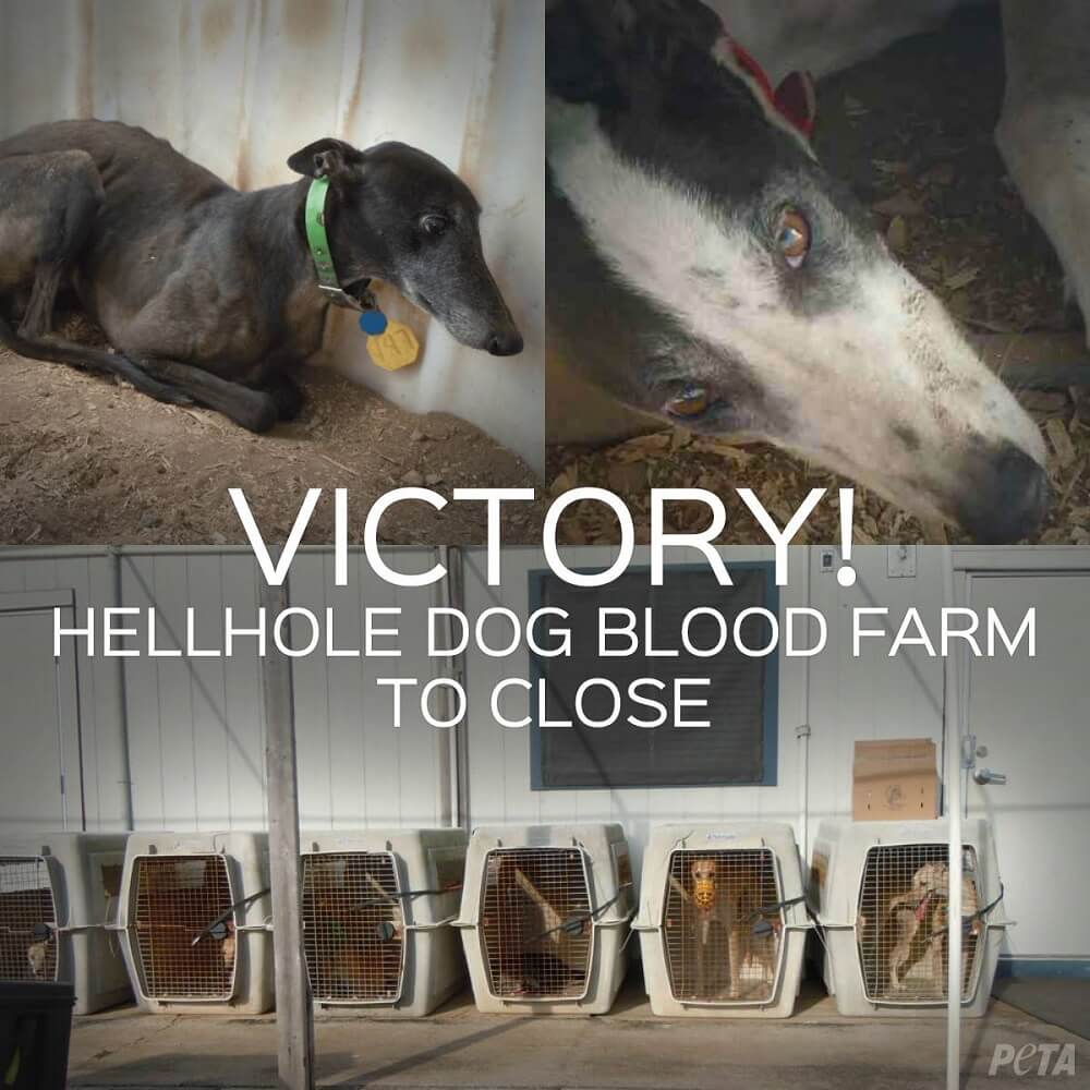 PETA Shuts Down LV's 'Humanely Farmed' Claims