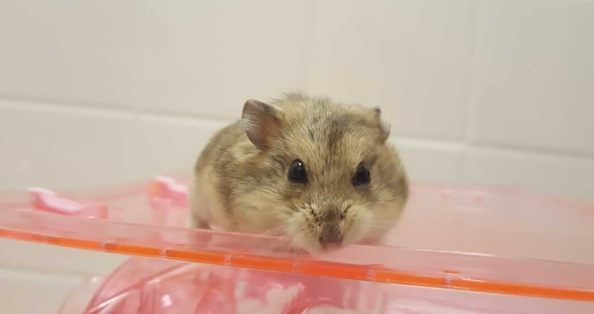 Rescued hamster Dustin on lucite box