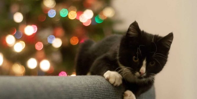 Black and white kitten on back of couch with brighlty lit Christmas tree in background