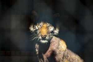 Bald Tiger Suffering in Deplorable Conditions Needs Your Help | PETA