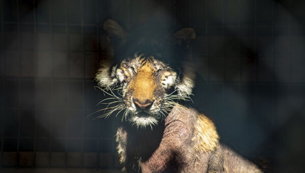 tiger with severe hair loss at Waccatee Zoo