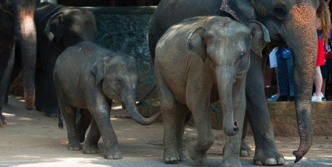 image of elephants walking