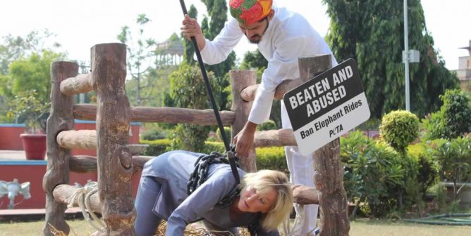 Ingrid chained in a small enclosure while a "mahout" (handler demonstrates use of bullhook