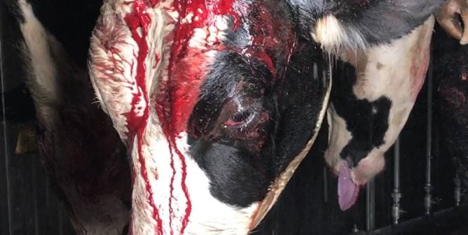 jbs slaughterhouse, improper stunning, concious cows hanging, throats slit, cow slaughter