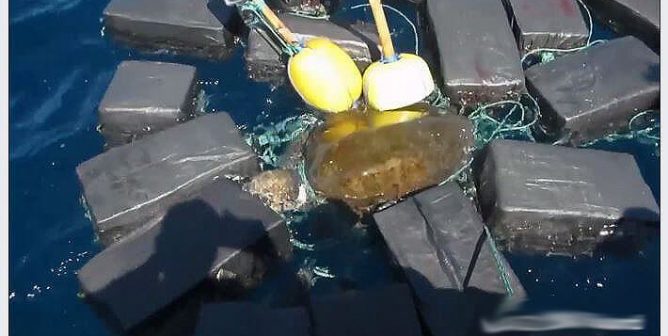 coast guard turtle cocaine rescue goes viral