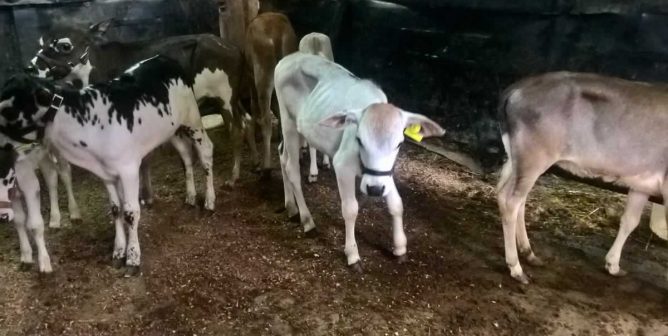 emaciated calf at Lolli Bros. Livestock Market