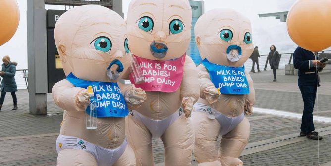 giant inflatable PETA babies crash a dairy conference in Vancouver