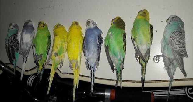 9 parakeets died unexpectedly after breathing in fumes emanating off a dead turkey cooking in a plastic bag