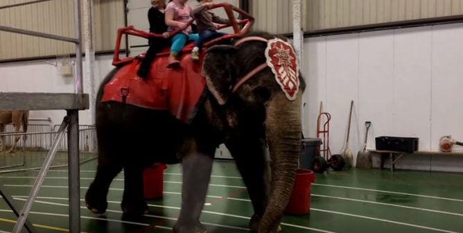 elephant forced to give rides