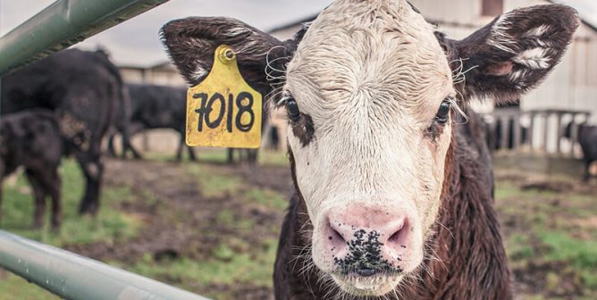 calf with ear tagged on farm