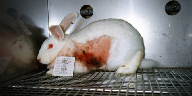 what is animal testing? how animals like rabbits suffer