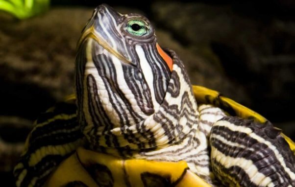 Close-up of red eared slider turtle