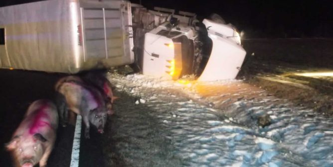 Pigs on road next to overturned Smithfield truck