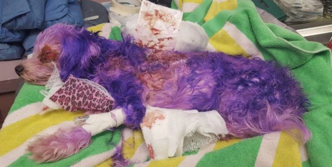 a dog named violet nearly died after someone attempted to dye her purple with human hair dye