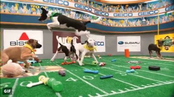 peta rescue bears leap during puppy bowl xiv that helped him win mvp