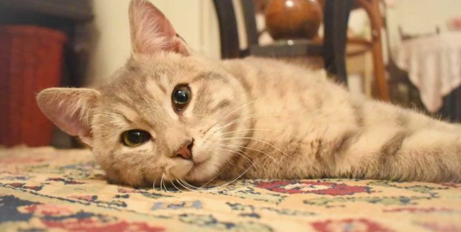 Kenny, a cat PETA rescued from a gas station, lying on Oriental rug