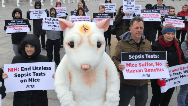 NIH sepsis protest led by costumed 'mouse' with a headline and protesters holding signs