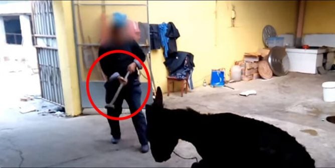 donkey hit on the head with hammer