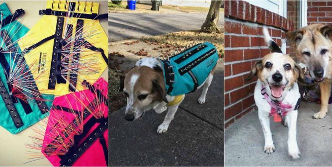 a photo of rescue beagle chloe in a protective coyote vest went viral on Facebook